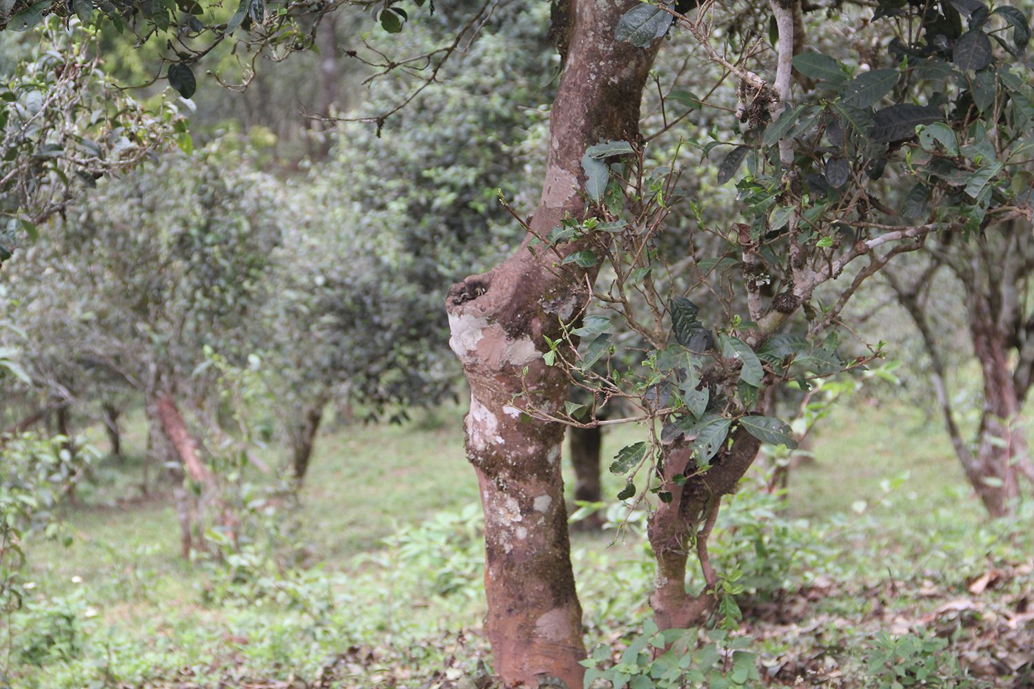 2022年莽枝古樹(shù)春茶價(jià)格？