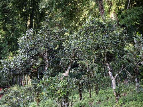 2022年攸樂古樹春茶特點(diǎn)？