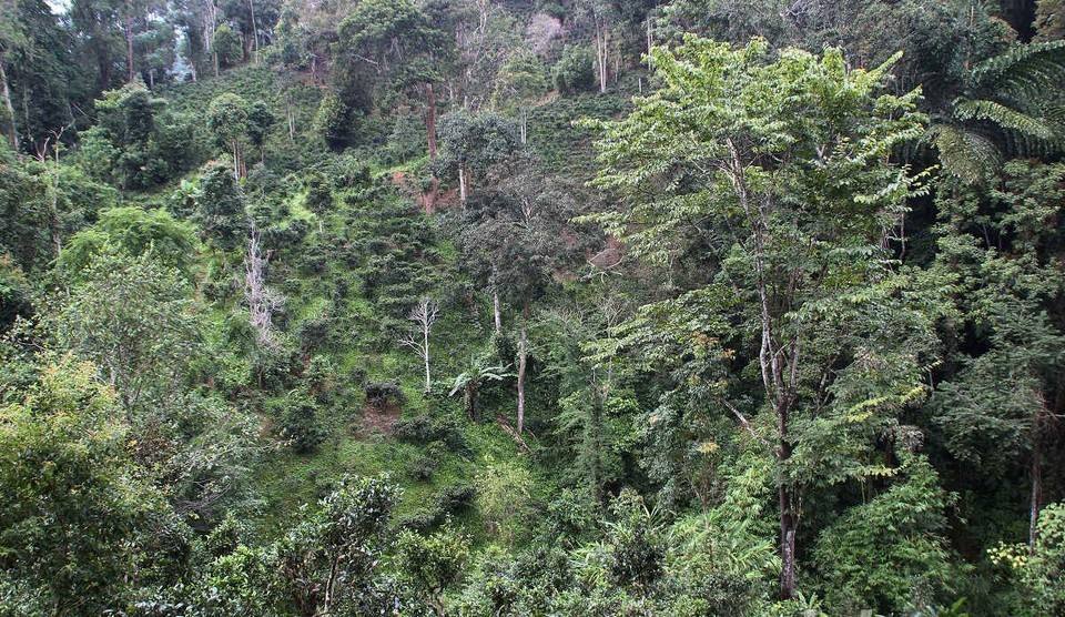 2022年攸樂古樹春茶價格？