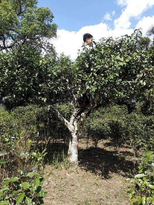 2022年攸樂(lè)古樹(shù)春茶多少錢(qián)一公斤？