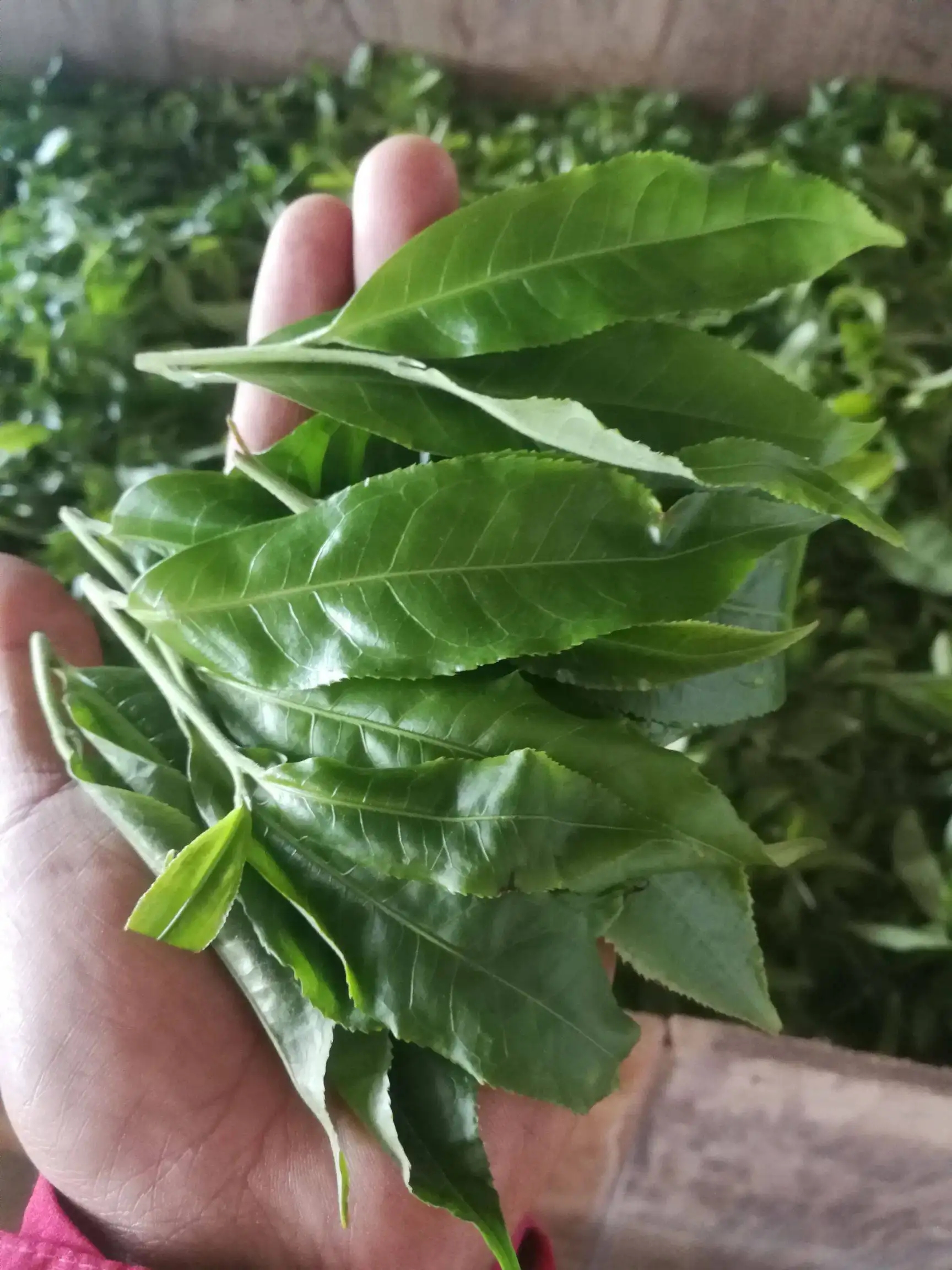 2022年易武曼秀古樹(shù)春茶價(jià)格？