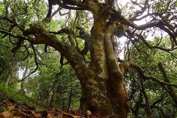 冰島！普洱茶界最有名的山頭，一次性把冰島茶講清楚！