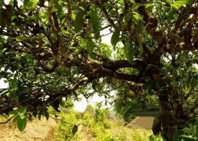 如何鑒別普洱茶樹齡？