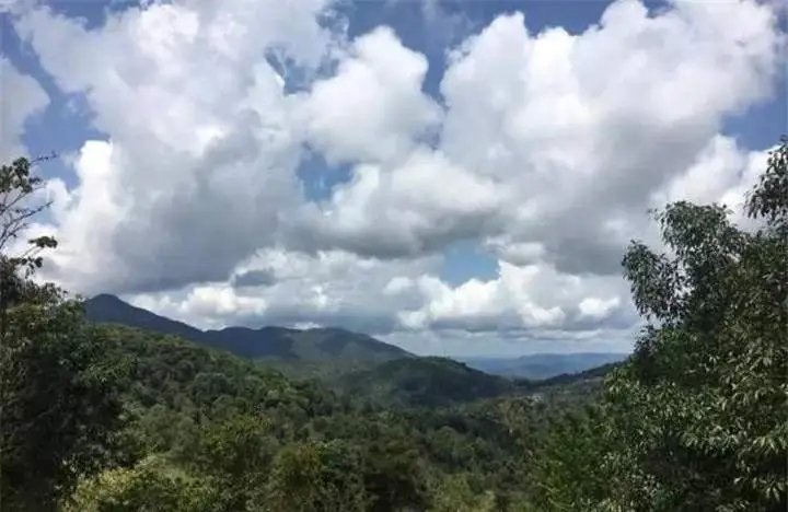 喝普洱茶的人為什么喜歡追山頭？無非就是這幾個(gè)原因