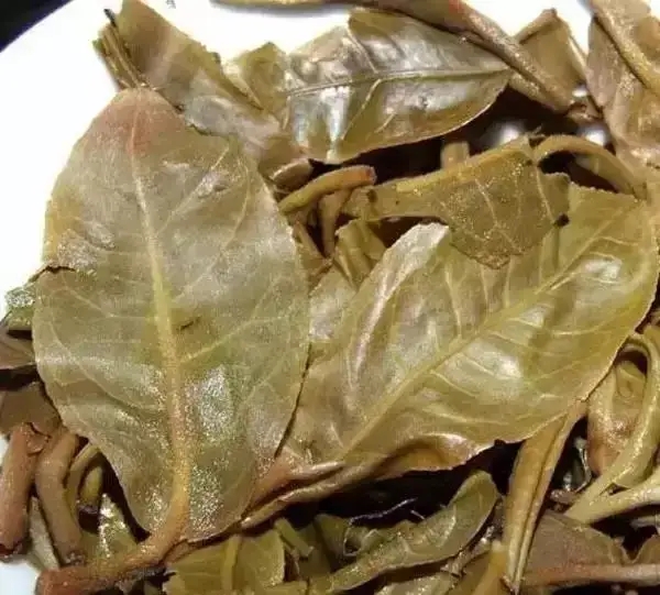 怎么看古樹普洱茶葉底？