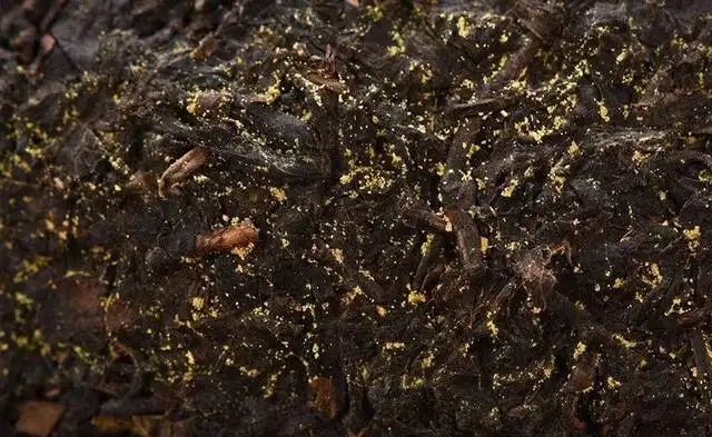 普洱茶的金花怎么鑒別？