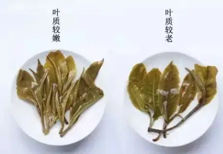 生普？熟普？如何挑選一款普洱茶？