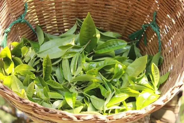 普洱茶3大核心產(chǎn)區(qū)，請(qǐng)好好收藏！