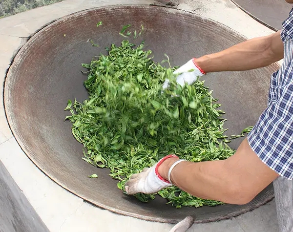 “殺青”是如何影響普洱茶品質(zhì)的？