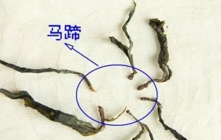 馬蹄竟然還能喝？普洱茶里的馬蹄你有了解過(guò)嗎？