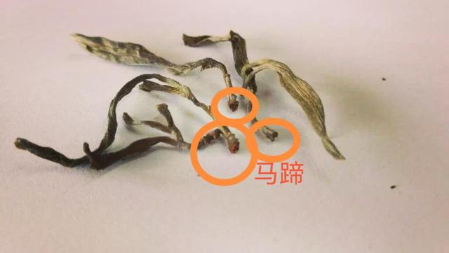 “馬蹄?！倍嗌俑竟?jié)有關(guān)系？
