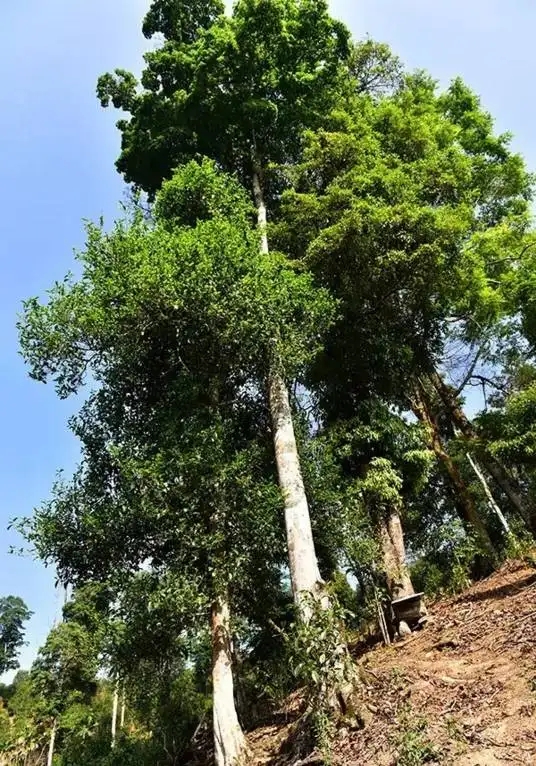 普洱茶概念中的“國有林”、“高桿古樹”是怎么樣的存在？