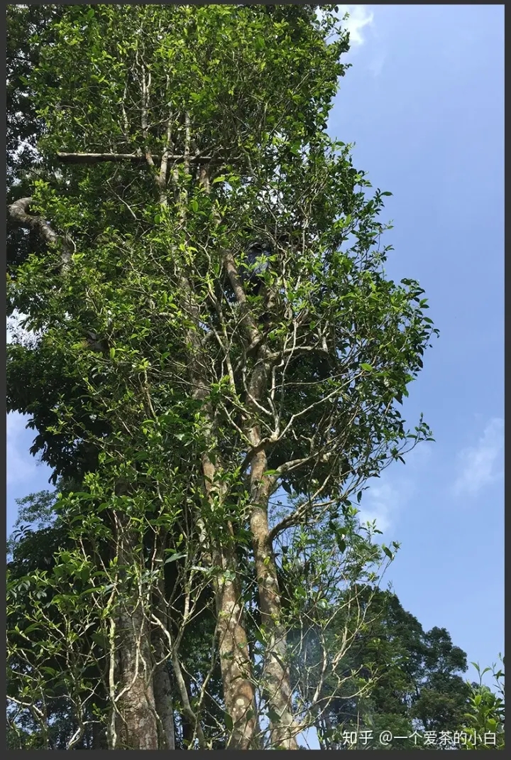 高桿古樹做成的普洱茶，憑什么紅遍大江南北？