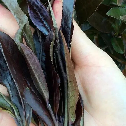 普洱茶中有一種叫“紫芽茶”的是怎么回事？