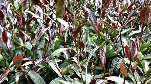 紫芽普洱是什么茶？