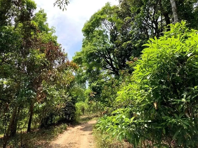 茶山紀實：犀牛塘，最近能火是有原因的