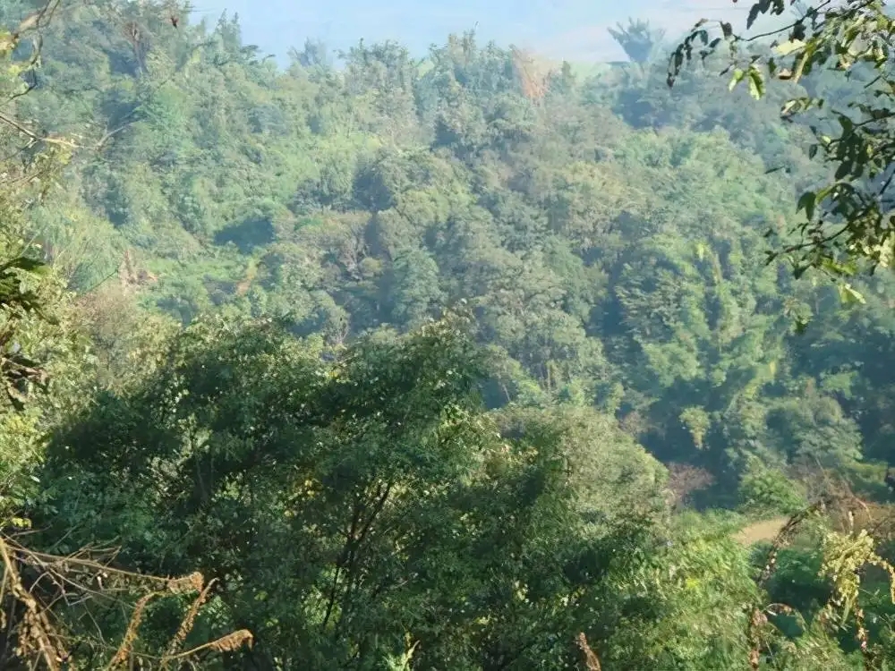 茶山紀實：再進犀牛塘，不一樣的感覺；菁瑤可以預(yù)見的豐收年