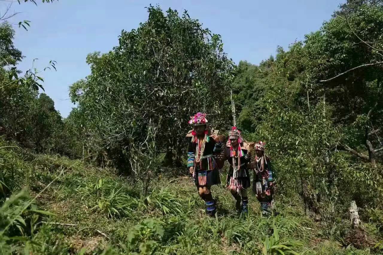 【好茶知味】南糯山石頭老寨拔瑪古樹：醇柔之質(zhì)，綿遠(yuǎn)之韻