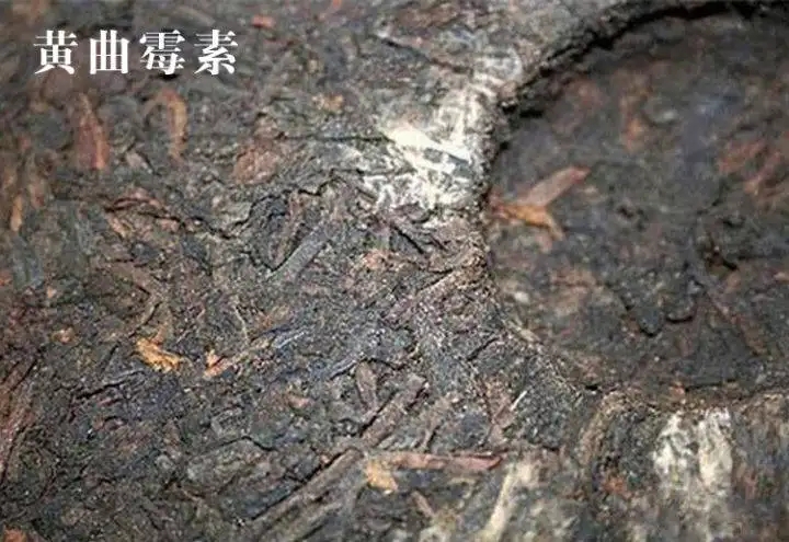 普洱茶有黃曲霉毒素，喝了會致癌？不黑不吹，咱用事實(shí)說話