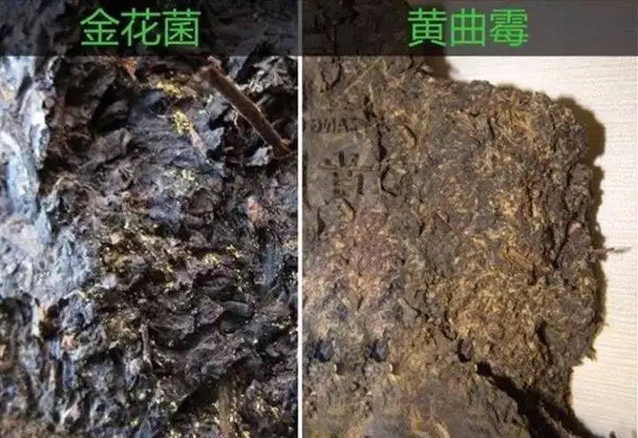 從普洱茶致癌論說開，再談普洱茶與黃曲霉毒素的關(guān)系。