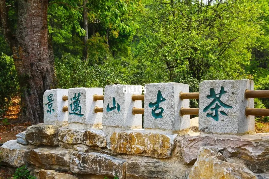 普洱茶的年份：新茶、老茶、中期茶、印級茶、古董茶