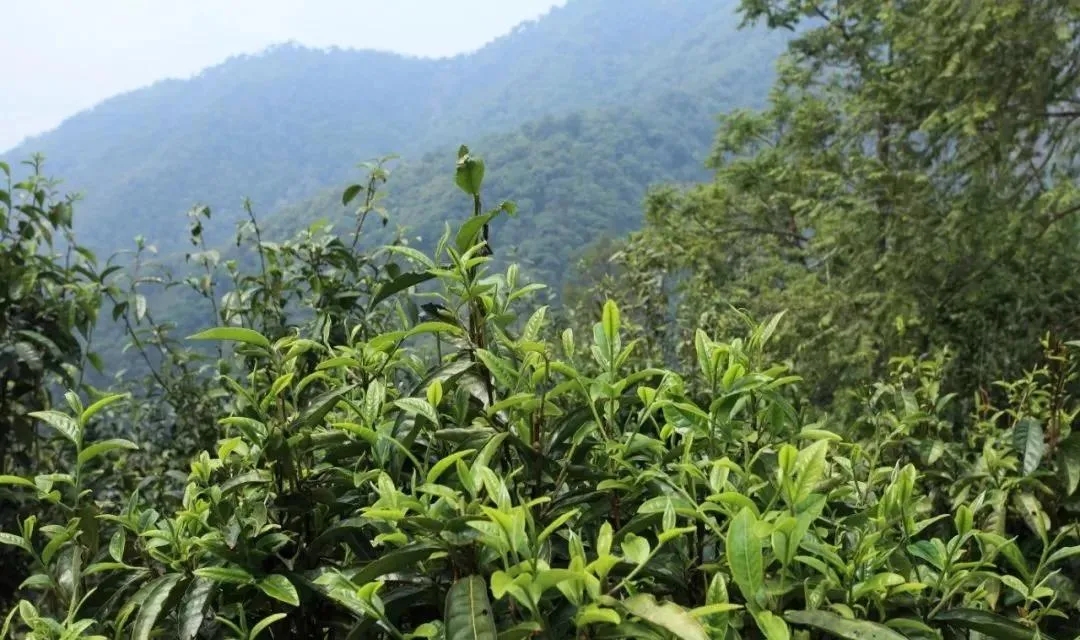 古樹茶的價(jià)值和意義在哪里？