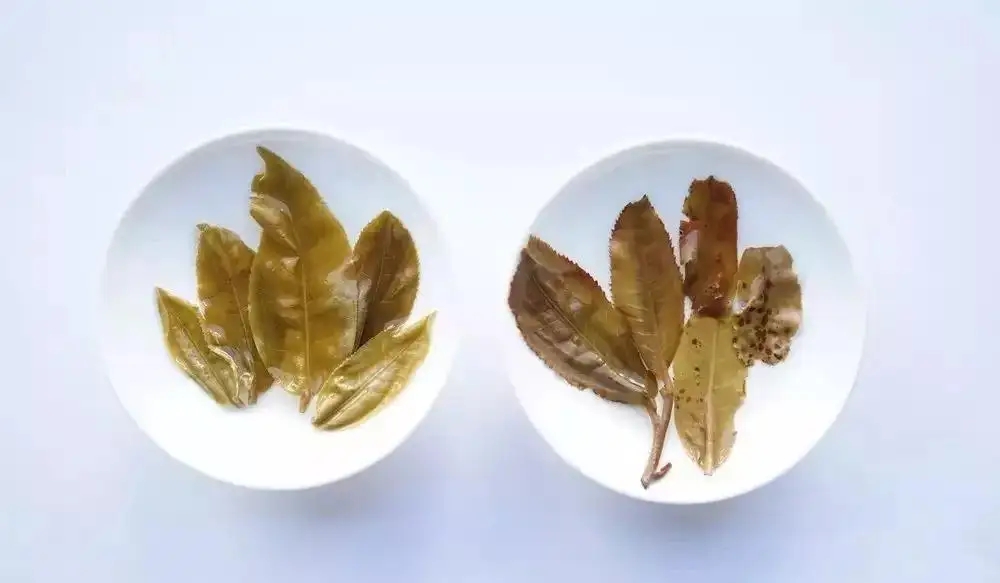 普洱茶的九種山寨版本，喜歡普洱茶的一定要看