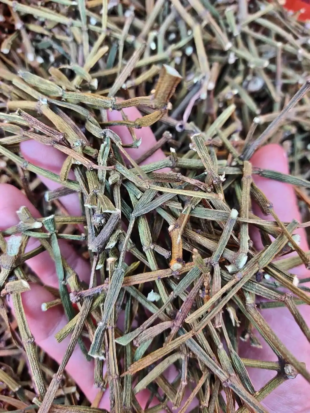 干貨 | 什么是茶界的螃蟹腳？