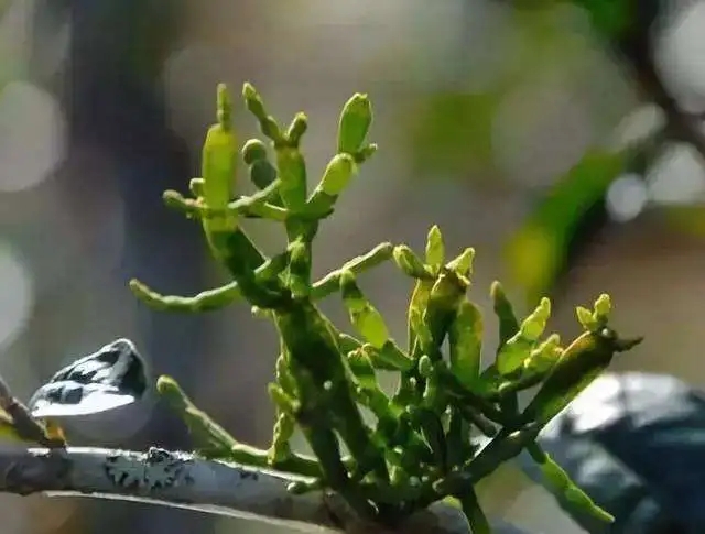 一節(jié)螃蟹腳，勝過冬蟲和夏草