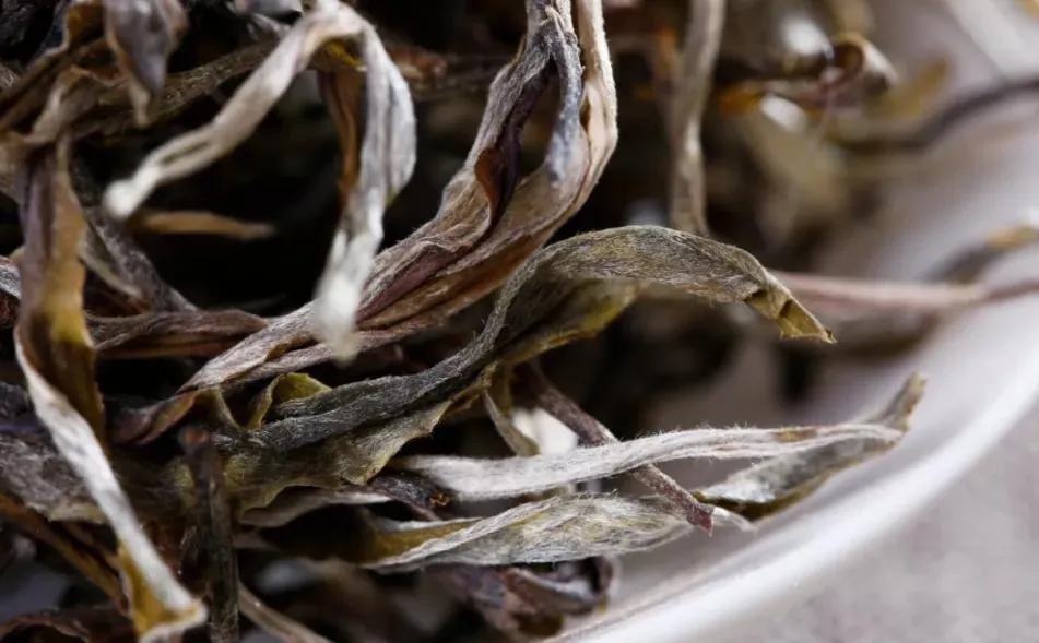 普洱茶樹生長的海拔越高，品質就越好嗎？