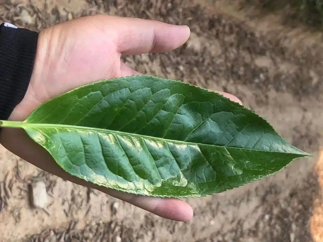 【茶百科】勐庫(kù)大葉種的適制性。