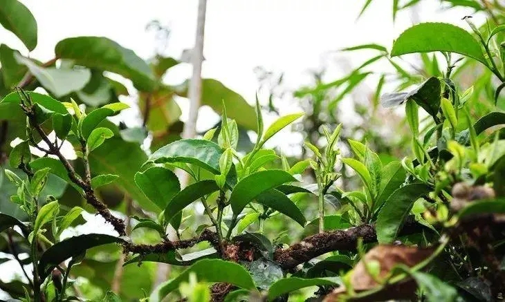 打開(kāi)勐庫(kù)大葉種的密碼