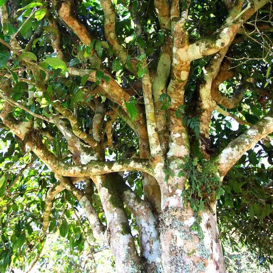 來自易武秘境的至味臻品！氣韻強(qiáng)勁，余韻深邃，一口喚醒你的味蕾~