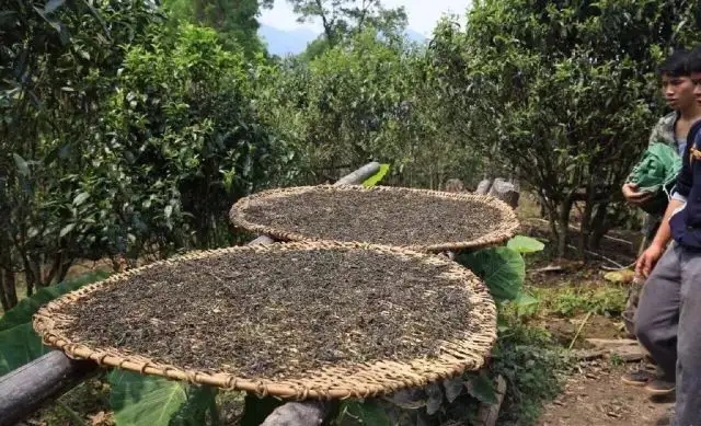 顛覆認(rèn)知！普洱茶的傳統(tǒng)工藝究竟是什么？