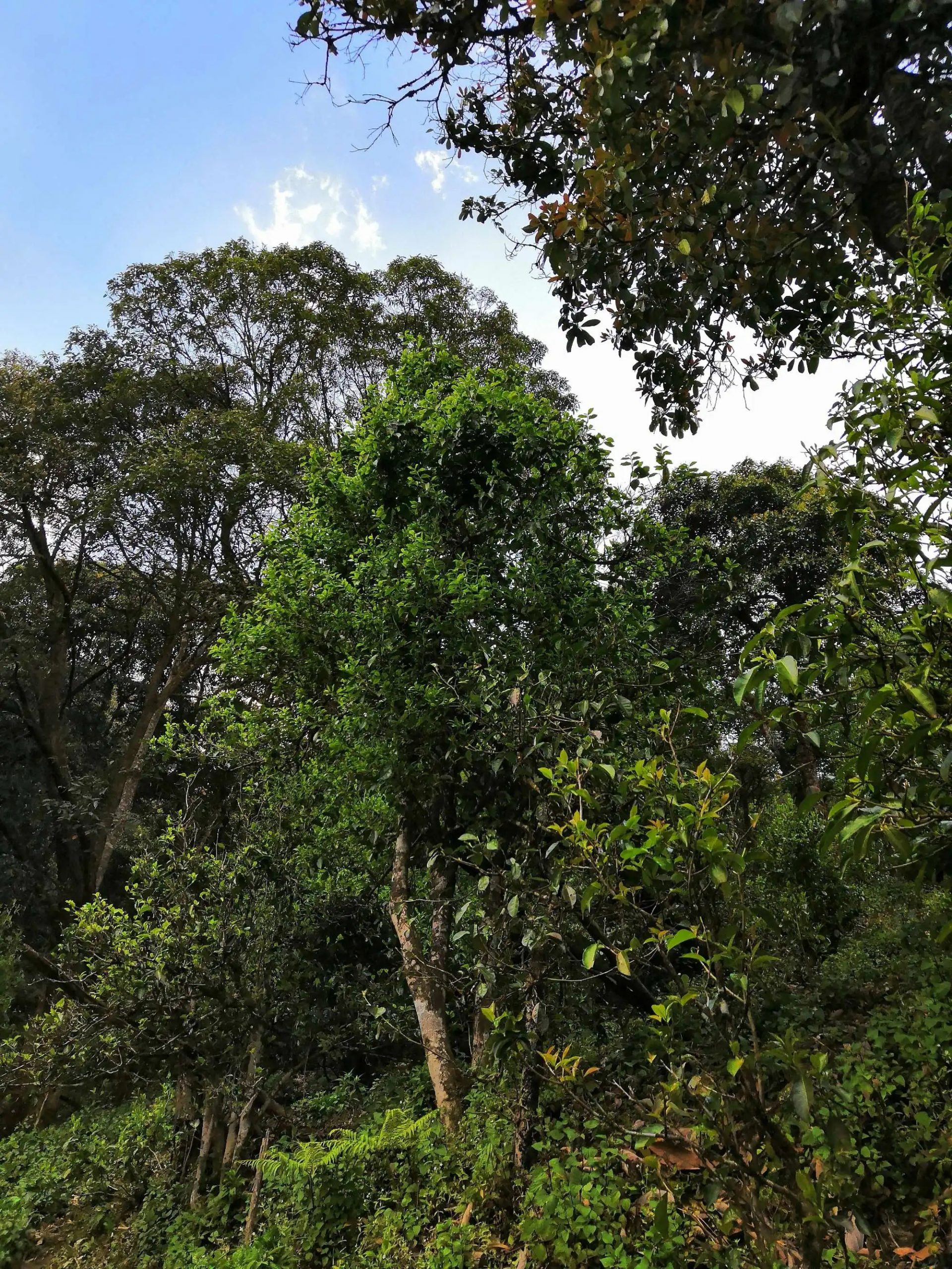 古樹茶的市場，未來該如何發(fā)展？