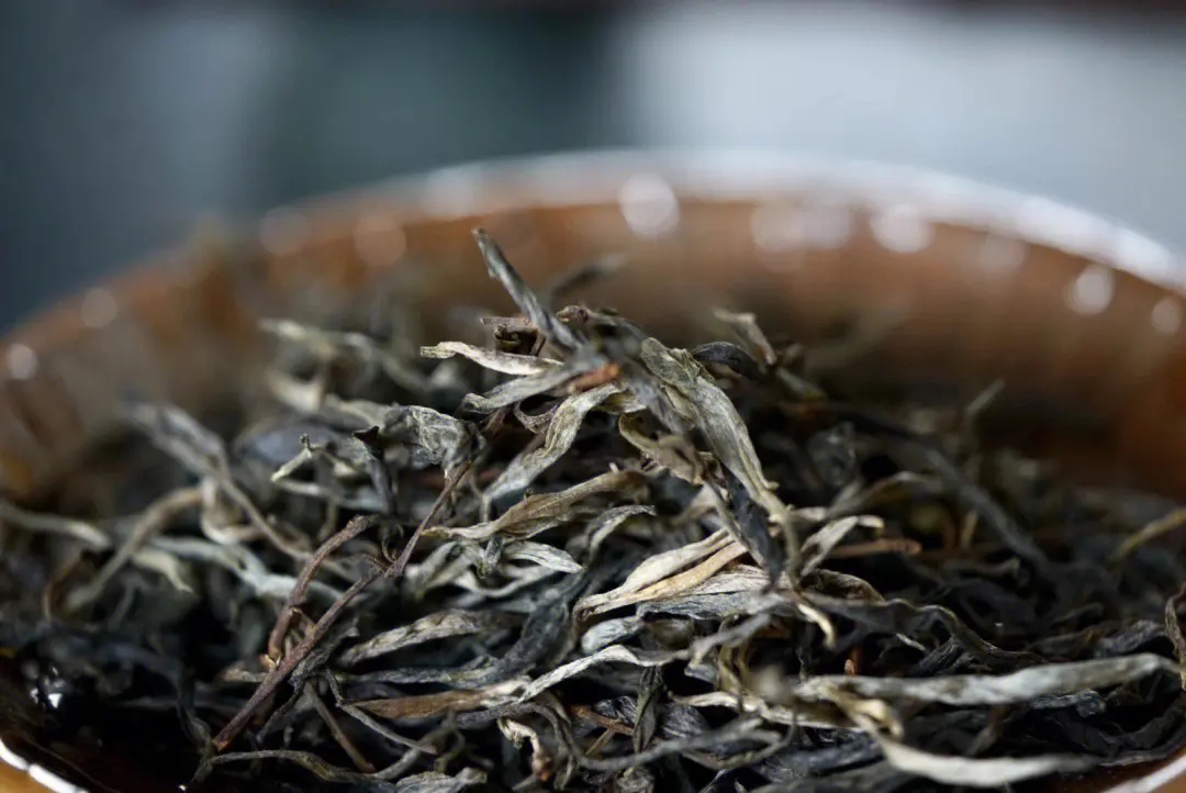 2023年老班章古樹春茶口感！