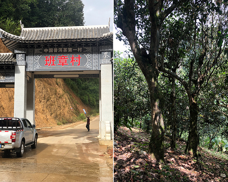 2023年新班章古樹春茶品質(zhì)怎么樣？