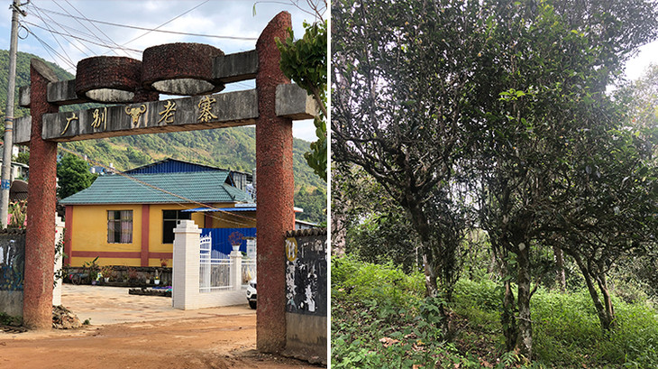 2023年廣別老寨古樹春茶多少錢一公斤？