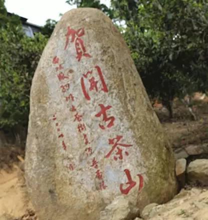 2023年賀開(kāi)古樹(shù)春茶品質(zhì)如何？