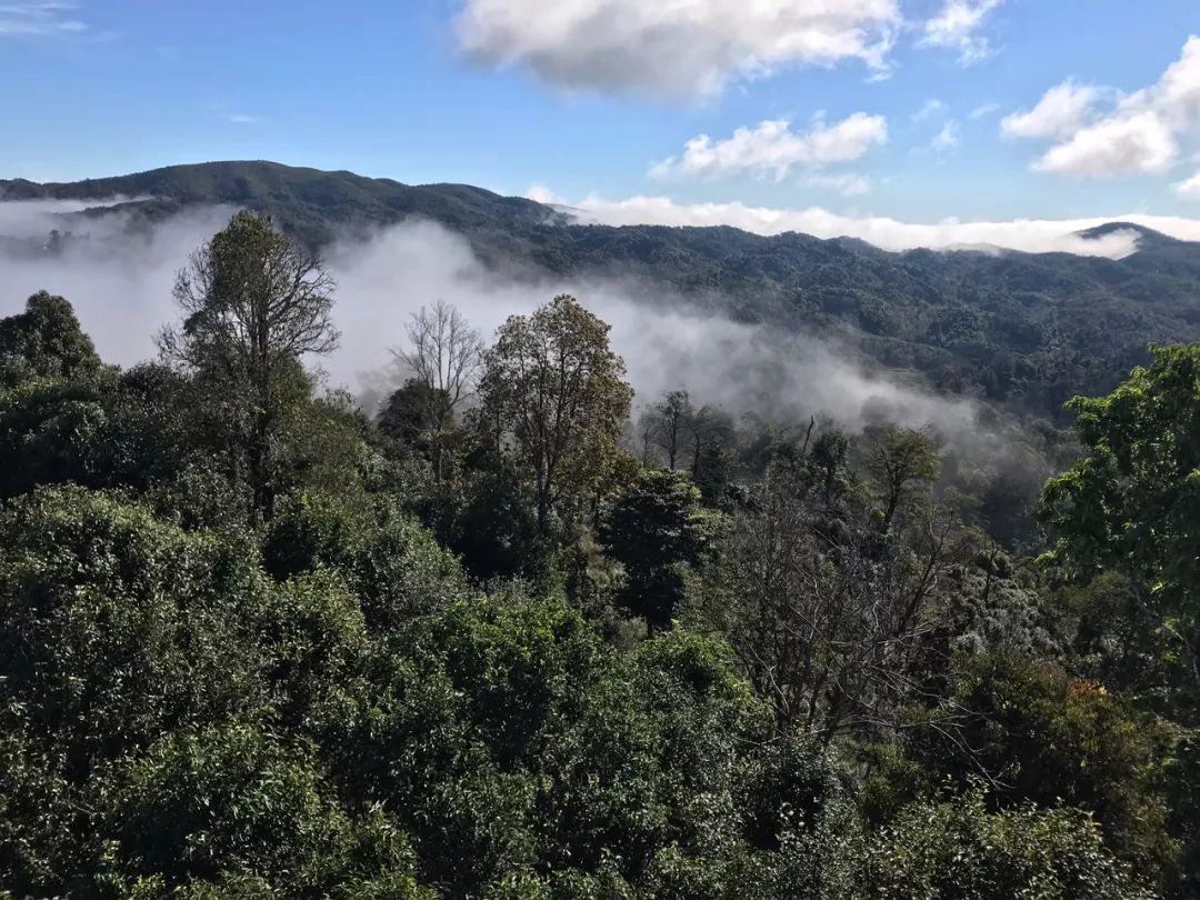 2023年賀開古樹春茶特點(diǎn)是什么？