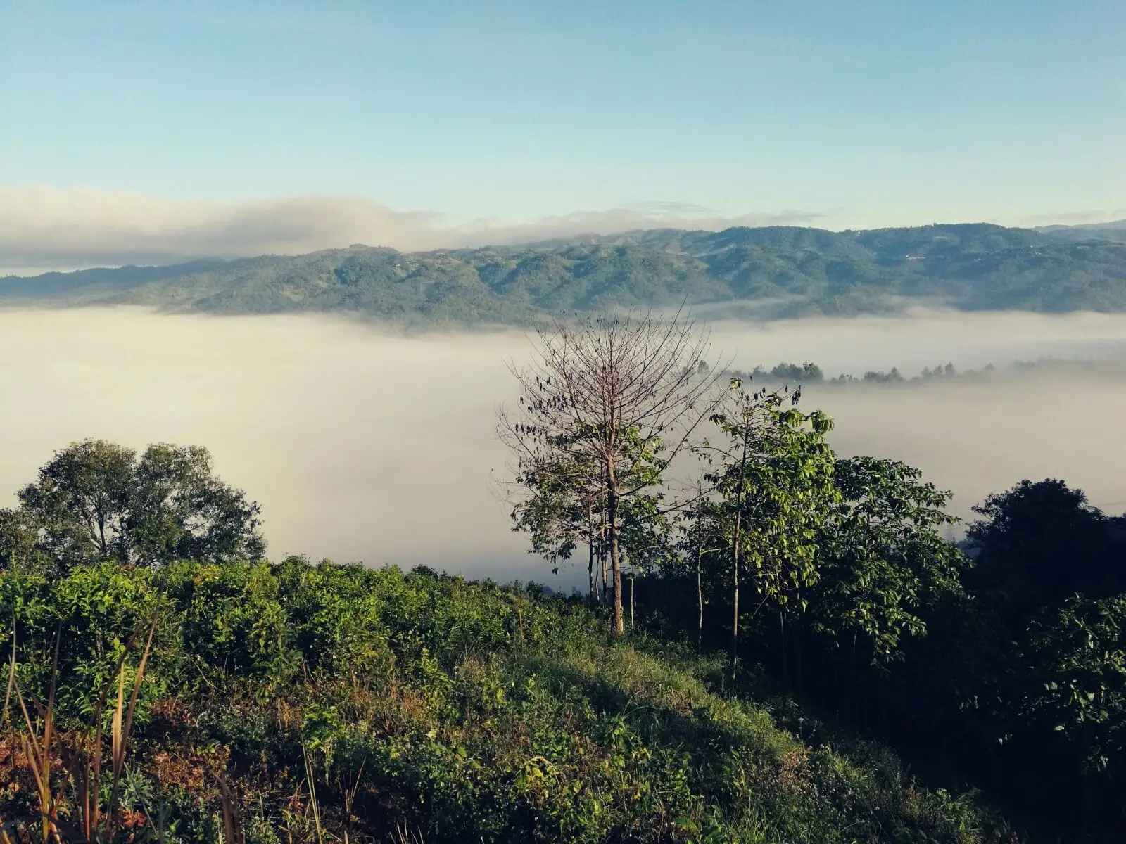 2023年賀開古樹春茶價格是多少？