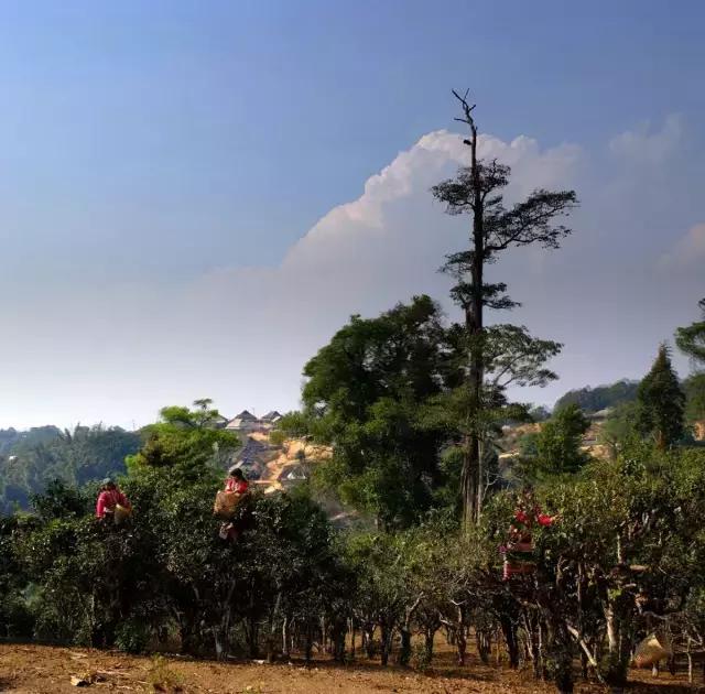 2023年賀開古樹春茶多少錢一公斤？