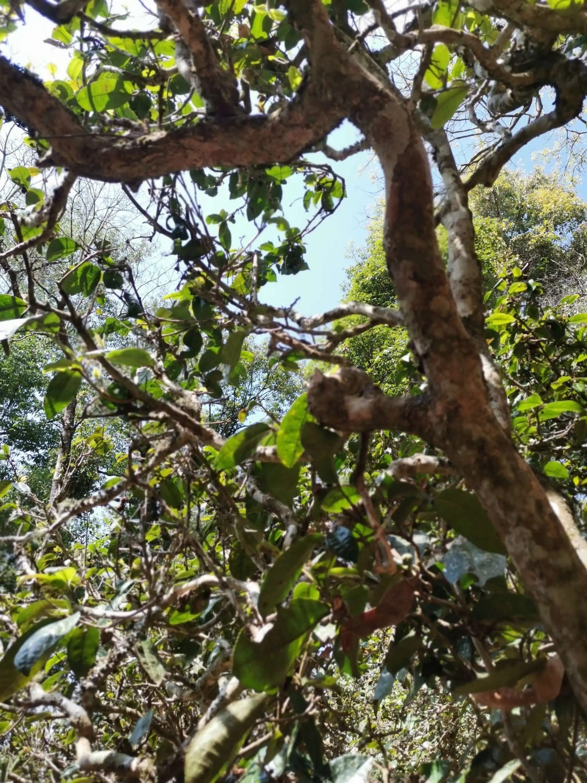 2023年那卡古樹春茶特點(diǎn)是什么？