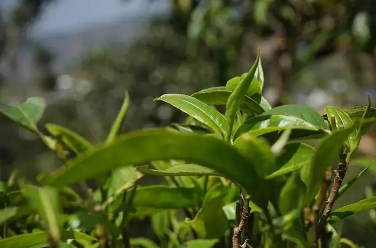 2023年那卡古樹(shù)春茶多少錢(qián)一公斤？