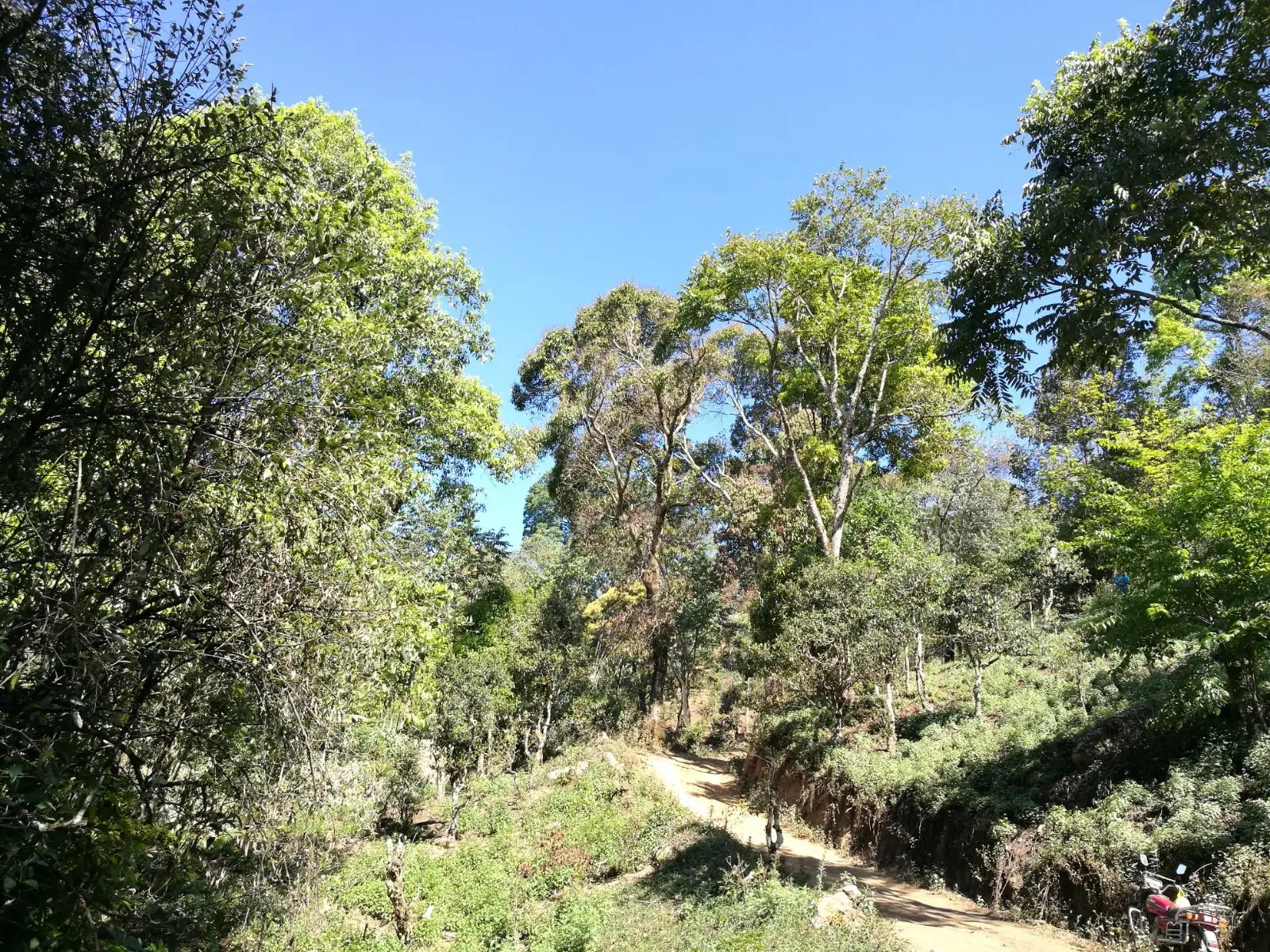 2023年保塘老寨古樹(shù)春茶口感是什么？