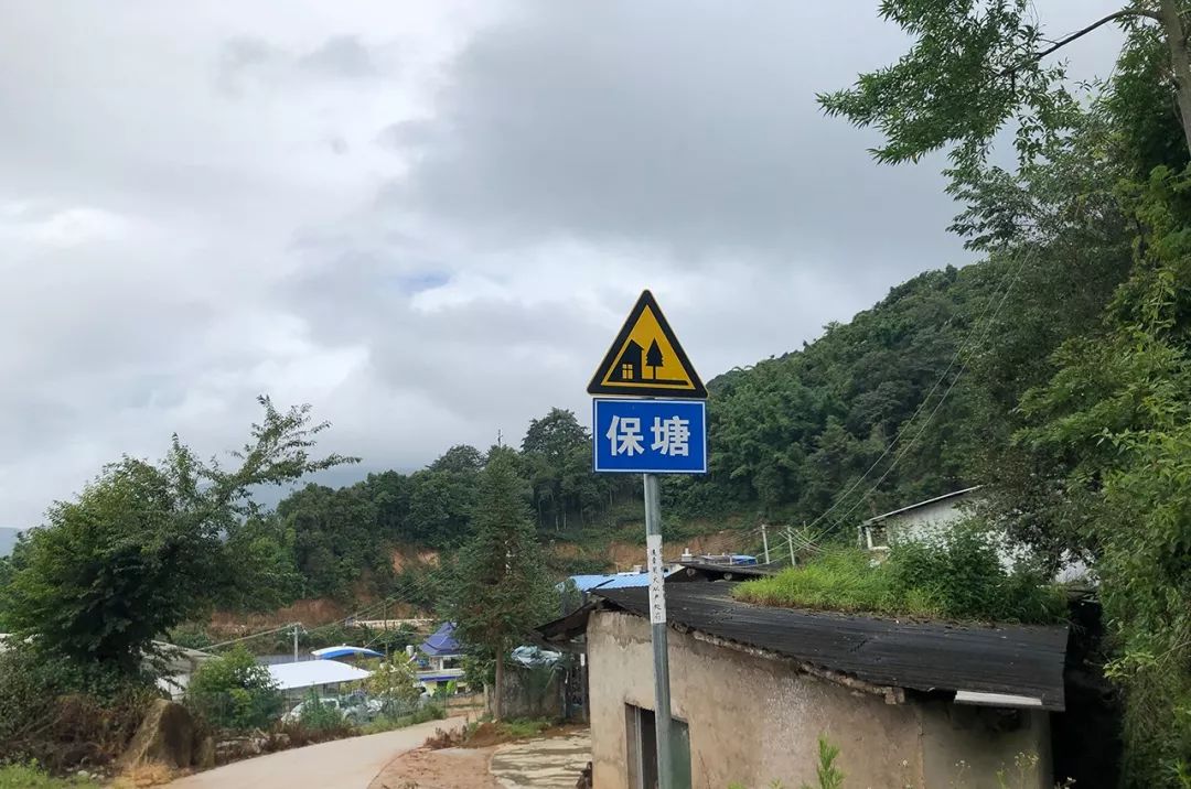 2023年保塘老寨古樹(shù)春茶特點(diǎn)是什么？