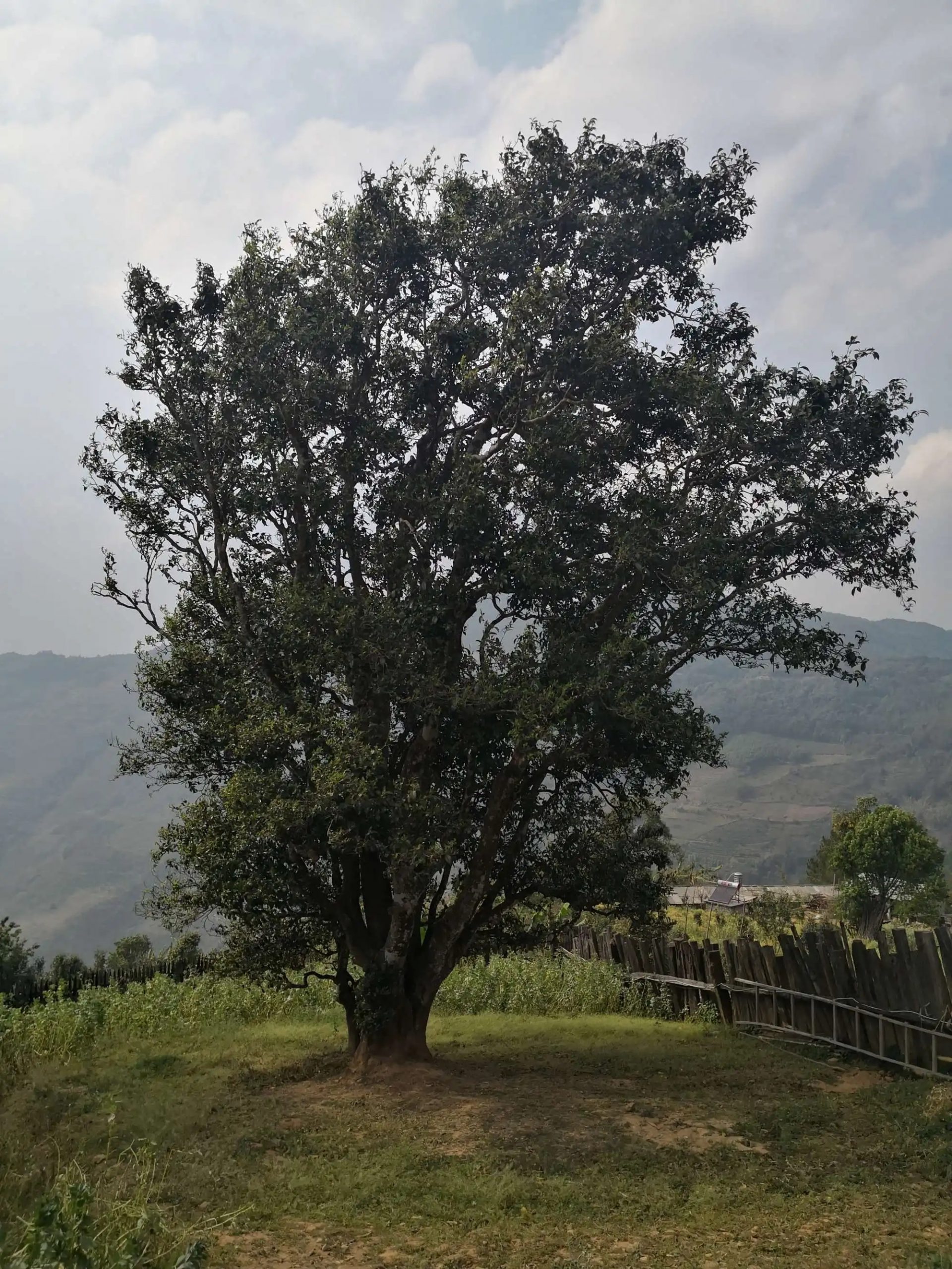 2023年邦崴古樹春茶口感怎么樣？