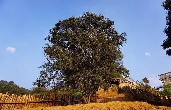 2023年邦崴古樹春茶價格多少？