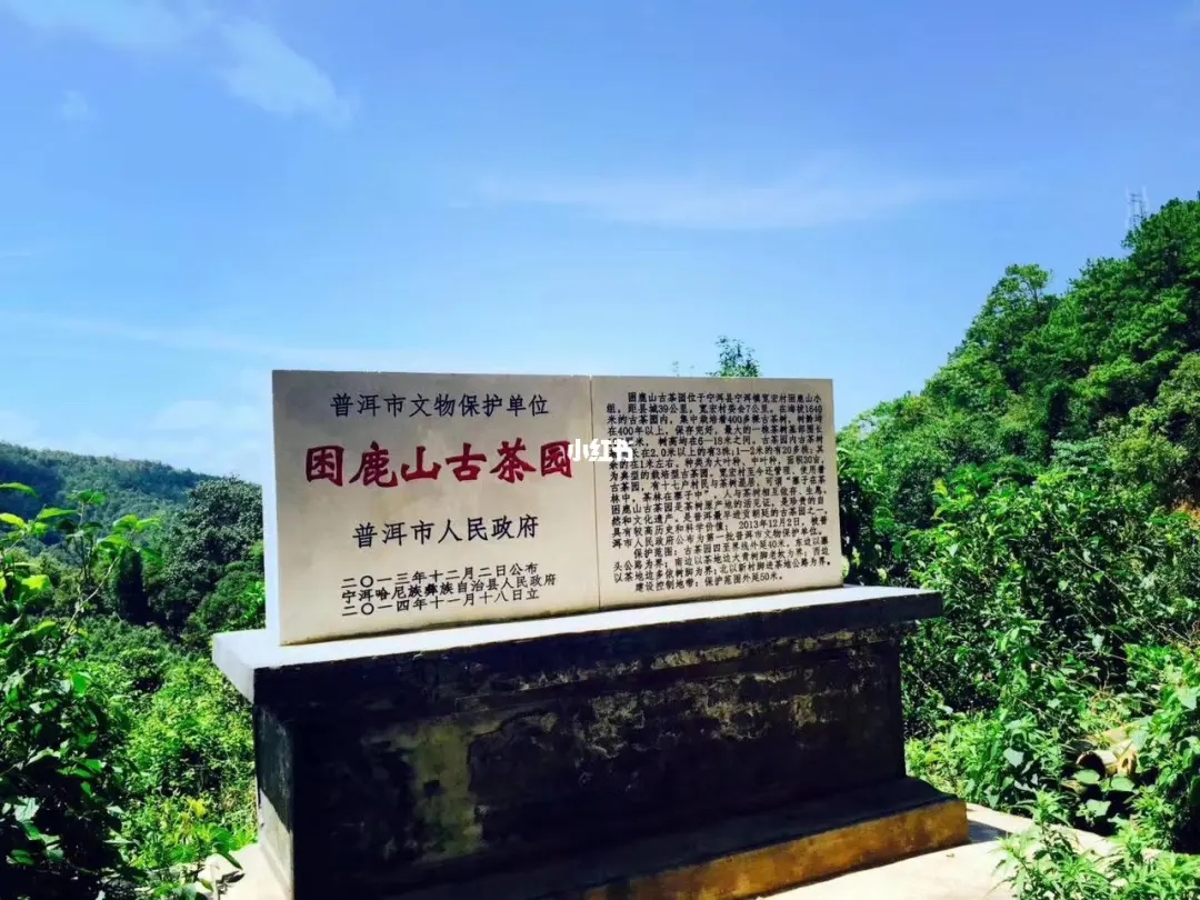 2023年困鹿山古樹春茶特點(diǎn)是什么？