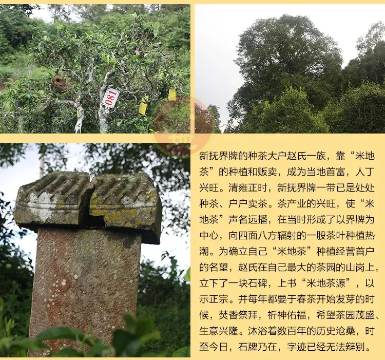 2023迷帝古樹春茶品質如何？